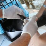 conselho-de-veterinaria-alerta-para-doenca-que-afeta-gatos
