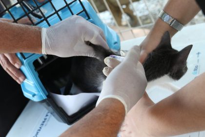 conselho-de-veterinaria-alerta-para-doenca-que-afeta-gatos