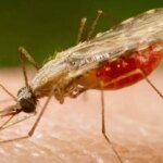 cientistas-da-fiocruz-podem-produzir-vacina-completa-contra-a-malaria