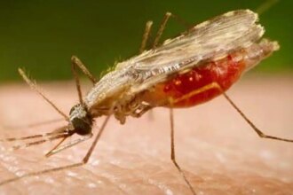 cientistas-da-fiocruz-podem-produzir-vacina-completa-contra-a-malaria