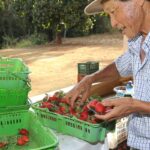 finep-vai-pagar-r$-220-milhoes-para-inovacoes-em-agricultura-familiar