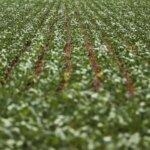 reuniao-com-bancada-do-agro-termina-sem-acordo-sobre-dividas-rurais