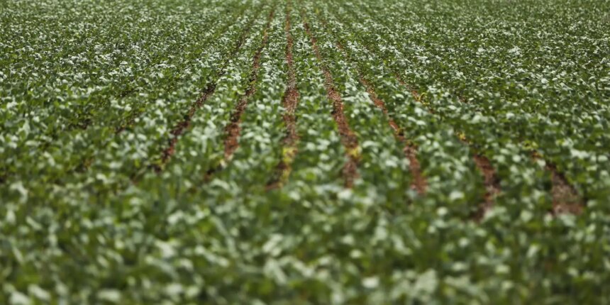 entenda-impasse-entre-bancada-do-agro-e-governo-sobre-dividas-rurais