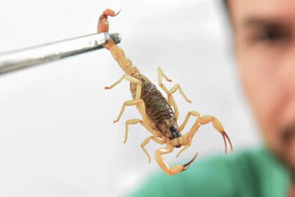 criancas-sao-mais-vulneraveis-a-envenenamento-por-picada-de-escorpiao