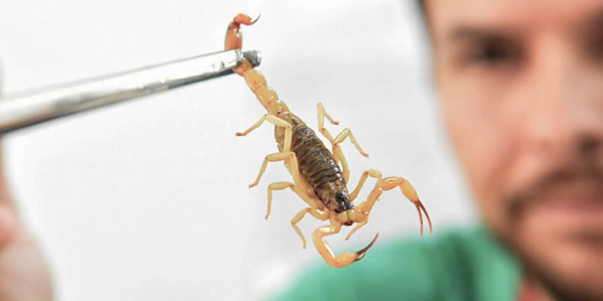 criancas-sao-mais-vulneraveis-a-envenenamento-por-picada-de-escorpiao