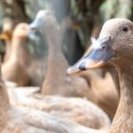 entidades-defendem-projeto-que-proibe-alimentacao-forcada-de-animais