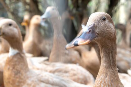 entidades-defendem-projeto-que-proibe-alimentacao-forcada-de-animais