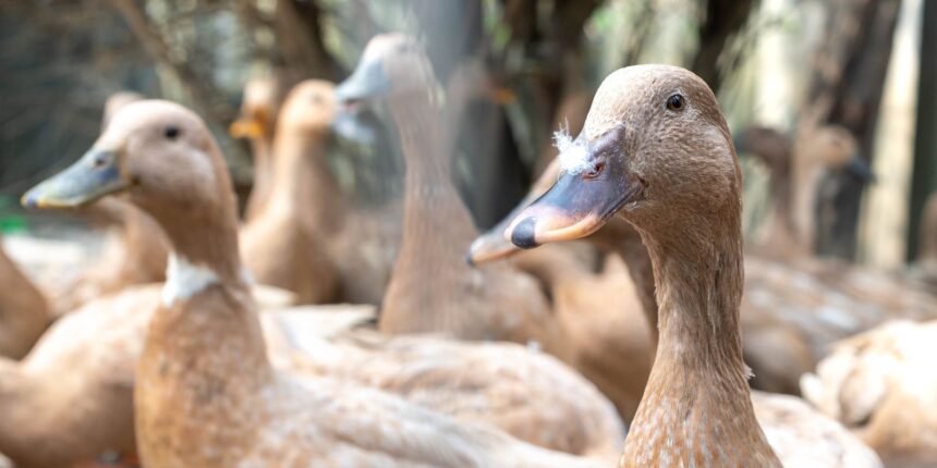 entidades-defendem-projeto-que-proibe-alimentacao-forcada-de-animais