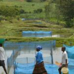 estudo-alerta-para-avanco-de-bacteria-em-criacoes-de-peixes