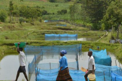 estudo-alerta-para-avanco-de-bacteria-em-criacoes-de-peixes