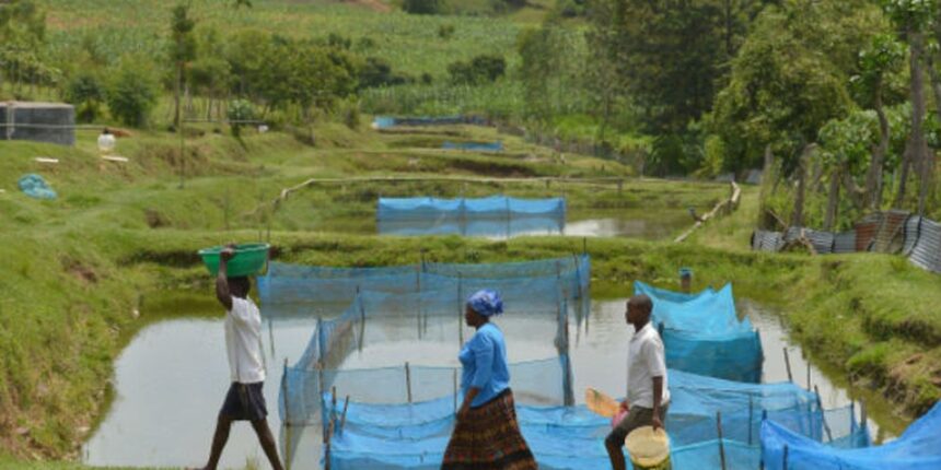 estudo-alerta-para-avanco-de-bacteria-em-criacoes-de-peixes