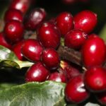 aeronaves,-oleo,-cafe-e-carne-estao-fora-do-tarifaco-imposto-pelos-eua
