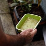 el-nino-pode-aumentar-casos-de-chikungunya-e-dengue-no-brasil