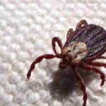 sp-registra-18-mortes-por-febre-maculosa-em-19-casos-confirmados