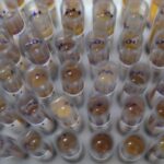 uso-de-medicamento-oferecido-no-sus-reduz-casos-de-malaria-no-brasil