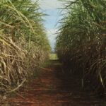 safra-de-cana-de-acucar-deve-crescer-4,7%-em-relacao-ao-ano-de-2025
