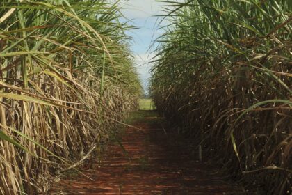 safra-de-cana-de-acucar-deve-crescer-4,7%-em-relacao-ao-ano-de-2025