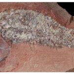estudo-mostra-fossil-de-peixe-pre-historico-encontrado-em-mato-grosso