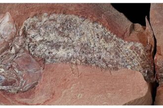 estudo-mostra-fossil-de-peixe-pre-historico-encontrado-em-mato-grosso