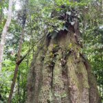 amazonas-ganha-quatro-reservas-de-desenvolvimento-sustentavel