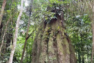 amazonas-ganha-quatro-reservas-de-desenvolvimento-sustentavel