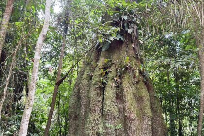 amazonas-ganha-quatro-reservas-de-desenvolvimento-sustentavel