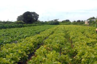 seguranca-alimentar-e-povos-indigenas-tem-r$-64,3-milhoes-em-credito