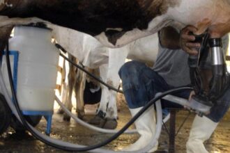 producao-de-leite-bate-recorde-mesmo-com-reducao-de-vacas-ordenhadas