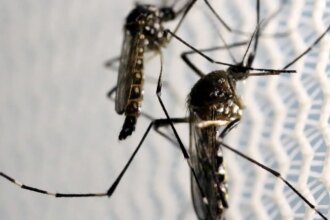 aedes-aegypti:-quase-metade-dos-municipios-esta-em-alerta-ou-risco